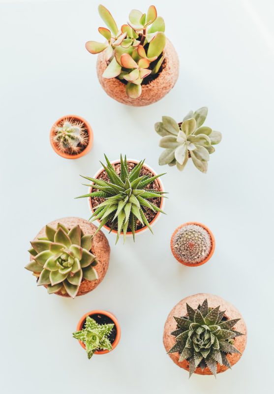 cactus for conservatories