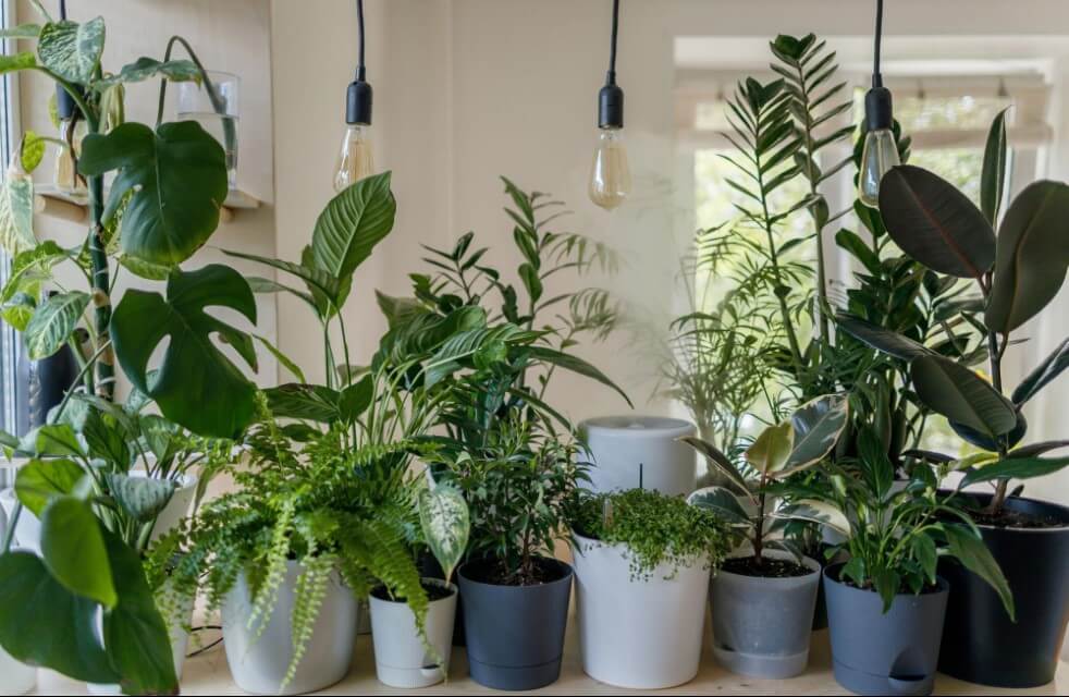 arranging conservatory plants