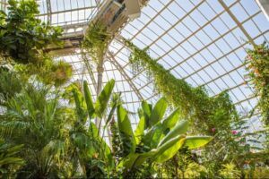 conservatory plants