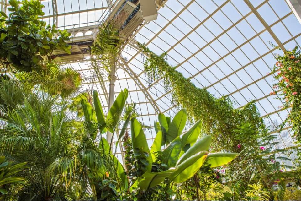 10 of the Best Plants for Your Conservatory ConservatoryLand