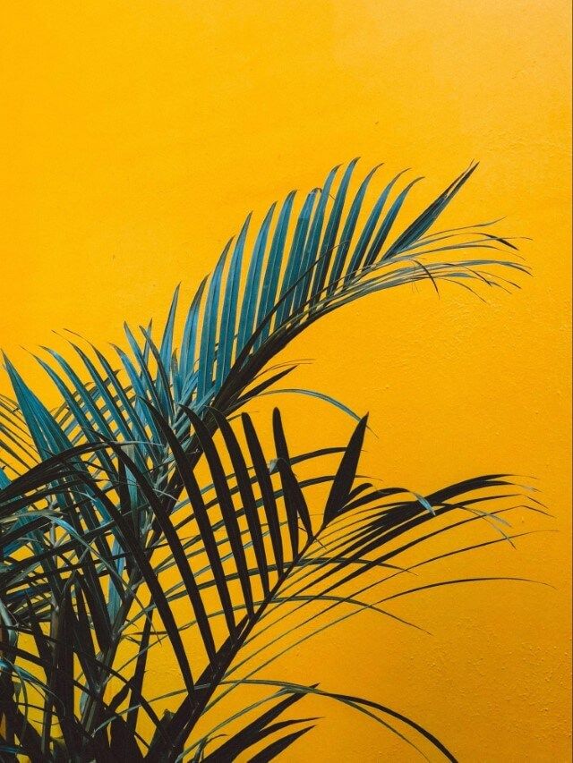 sago palms for conservatories